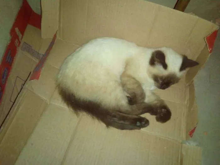 Gato ra a Viralata idade 2 a 6 meses nome Aparecida