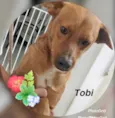 TOBI
