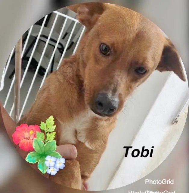 Cachorro ra a SRD idade 1 ano nome TOBI