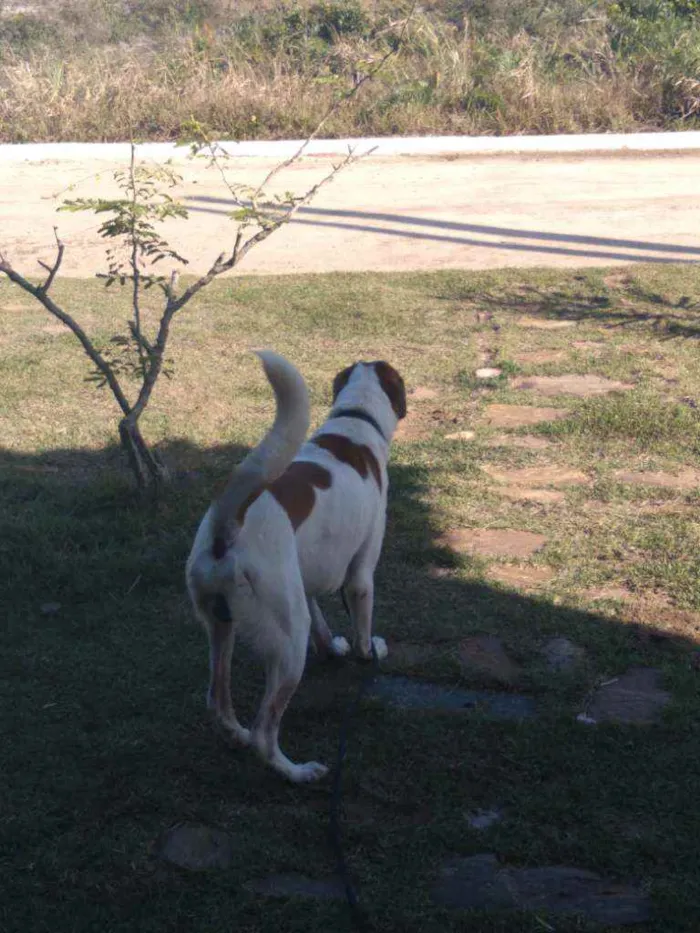 Cachorro ra a Mestiço  idade 3 anos nome Nereu