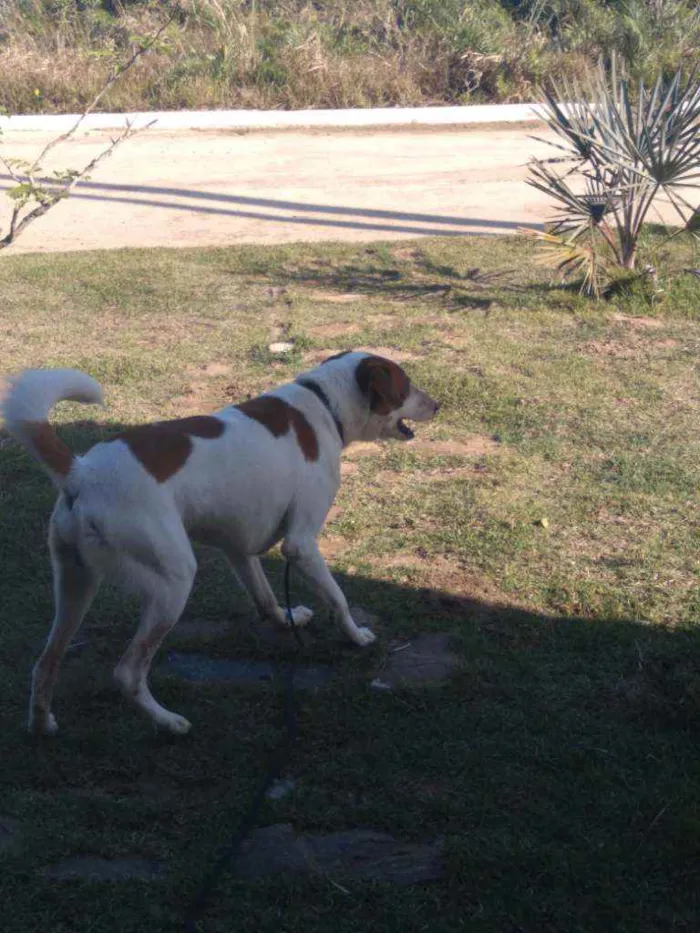 Cachorro ra a Mestiço  idade 3 anos nome Nereu