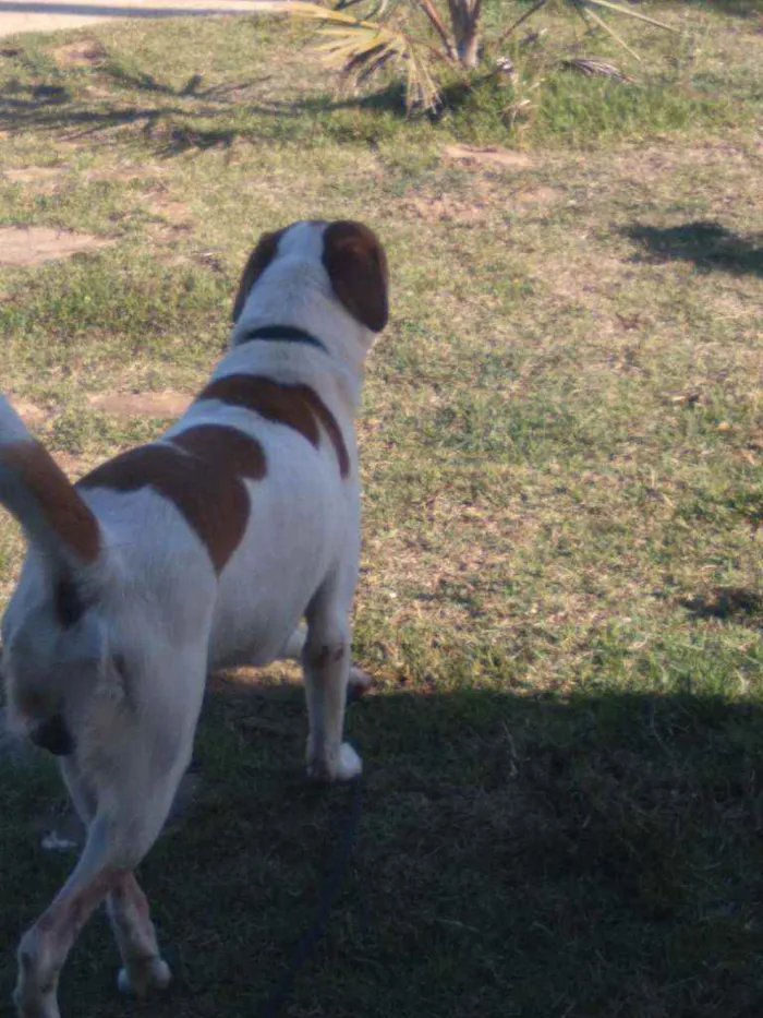 Cachorro ra a Mestiço  idade 3 anos nome Nereu