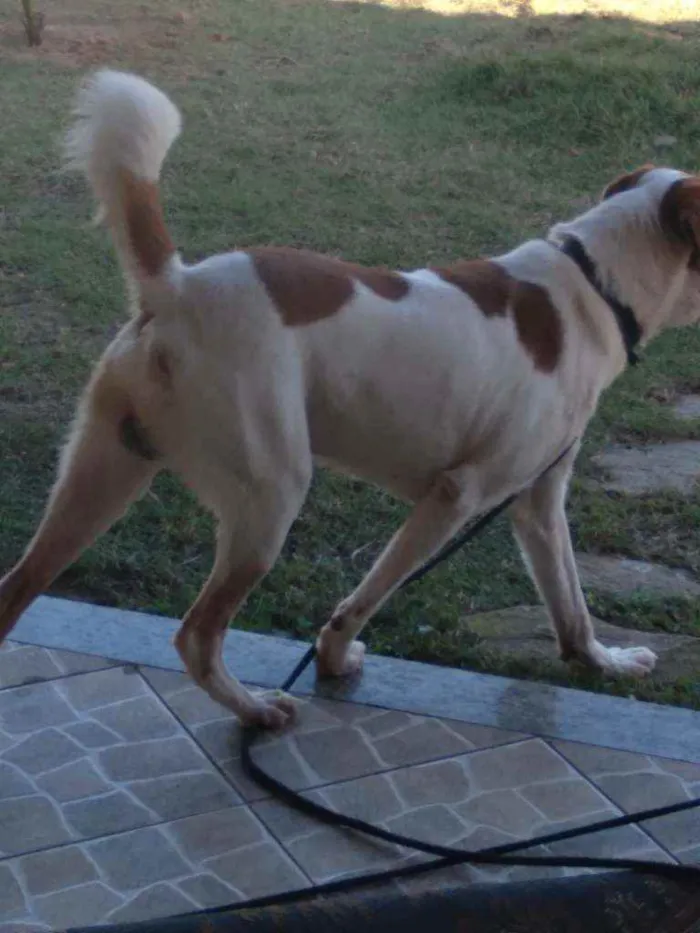 Cachorro ra a Mestiço  idade 3 anos nome Nereu