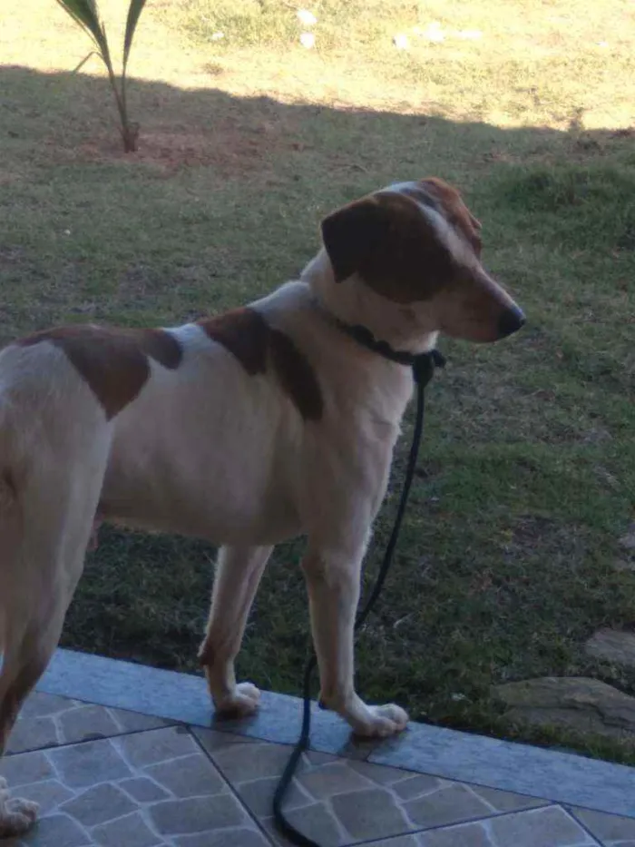 Cachorro ra a Mestiço  idade 3 anos nome Nereu