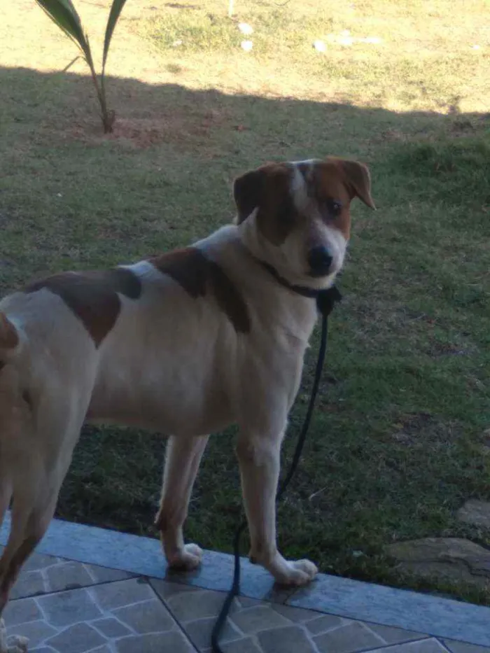 Cachorro ra a Mestiço  idade 3 anos nome Nereu