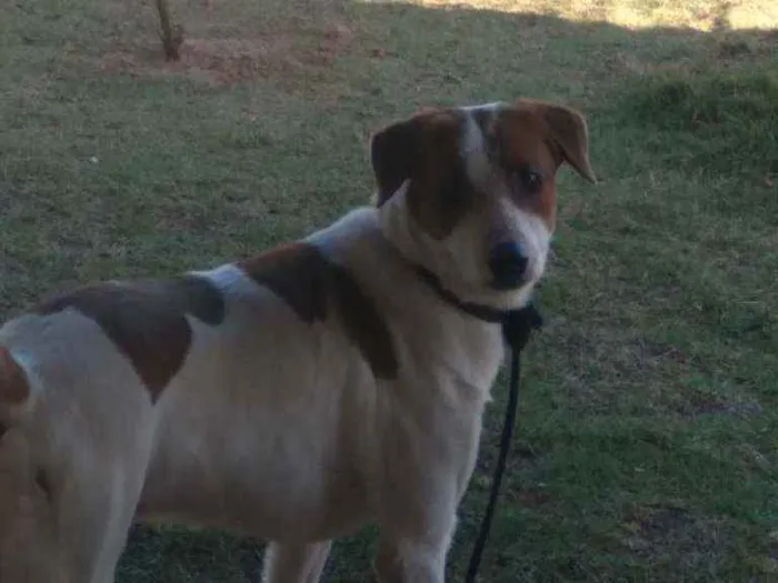 Cachorro ra a Mestiço  idade 3 anos nome Nereu