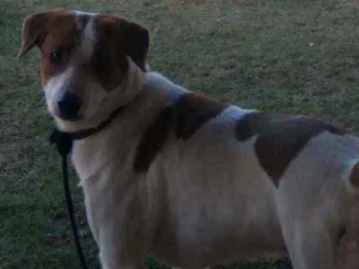 Cachorro ra a Mestiço  idade 3 anos nome Nereu