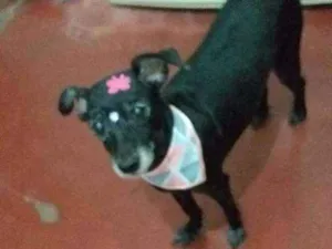 Cachorro raça pulso com viralata idade 6 ou mais anos nome pantera atende por n