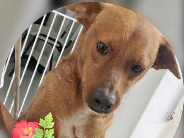 Cachorro ra a SRD idade 1 ano nome TOBI