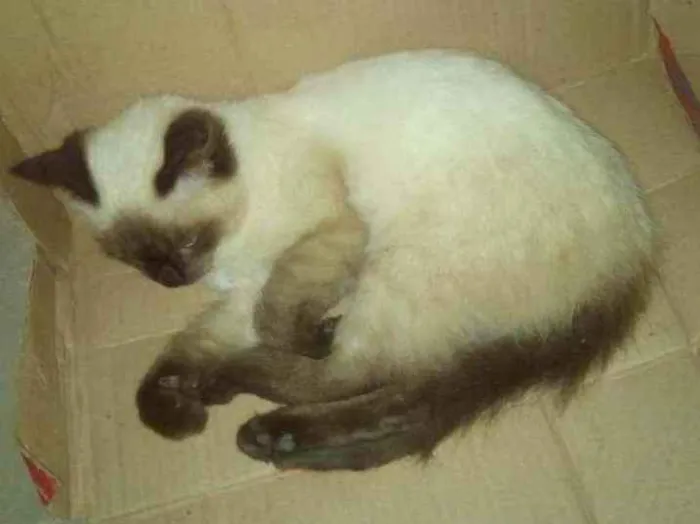 Gato ra a Viralata idade 2 a 6 meses nome Aparecida