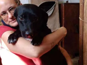 Cachorro raça sem raça definida idade 1 ano nome Shin-shang