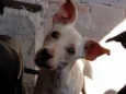 Gasparzinho