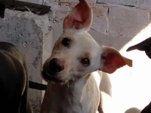 Cachorro raça sem raça definida idade 1 ano nome Gasparzinho