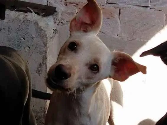 Cachorro ra a sem raça definida idade 1 ano nome Gasparzinho