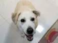 Doggo