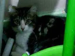 Gato ra a Srd idade 2 a 6 meses nome Logan
