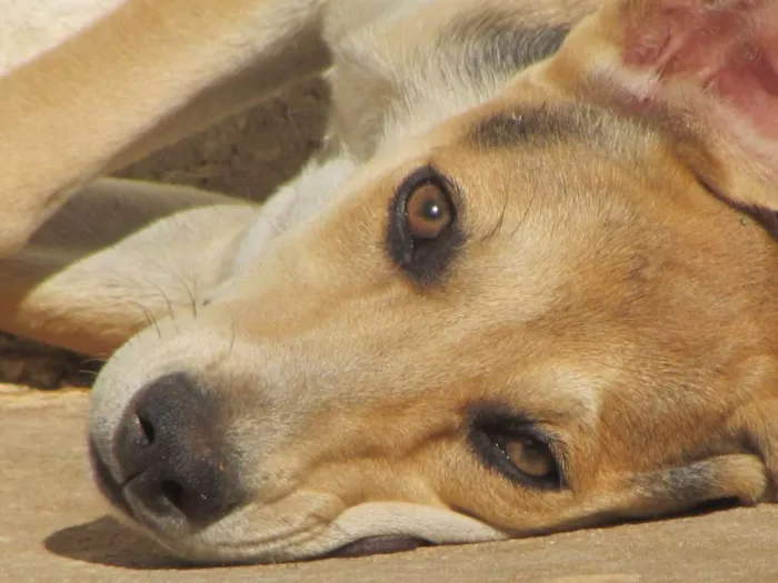 Cachorro ra a  idade 2 anos nome Magali