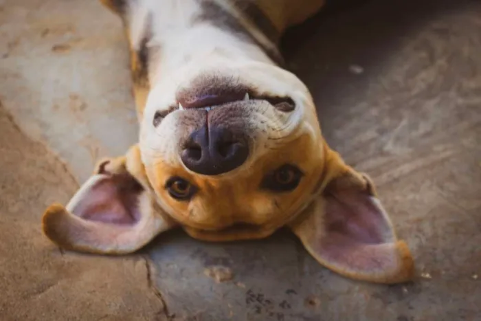 Cachorro ra a  idade 2 anos nome Magali