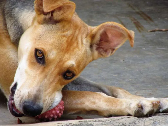 Cachorro ra a  idade 2 anos nome Magali