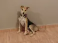 Magali