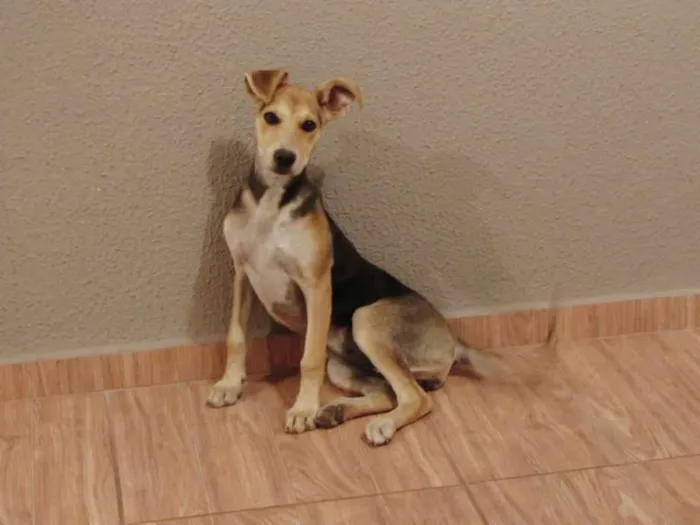 Cachorro ra a  idade 2 anos nome Magali