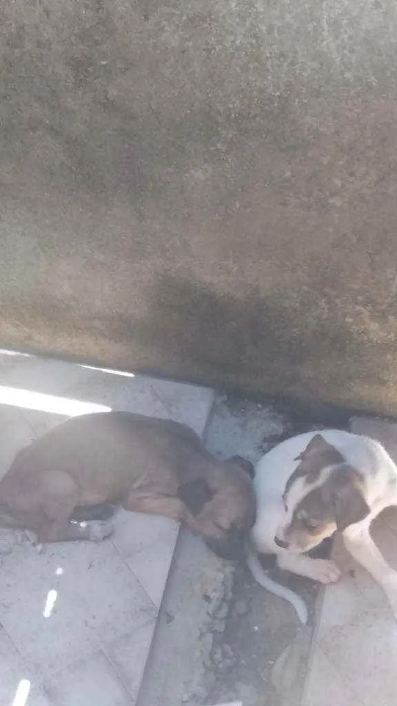 Cachorro raça Labrador com vira lata  idade Abaixo de 2 meses nome Sem nomes