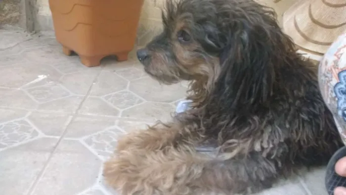 Cachorro ra a SRD-ViraLata idade 6 ou mais anos nome Olly GRATIFICA