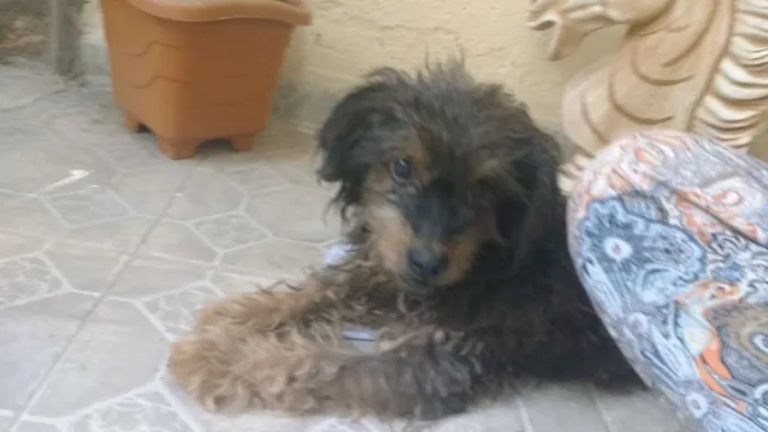 Cachorro ra a SRD-ViraLata idade 6 ou mais anos nome Olly GRATIFICA