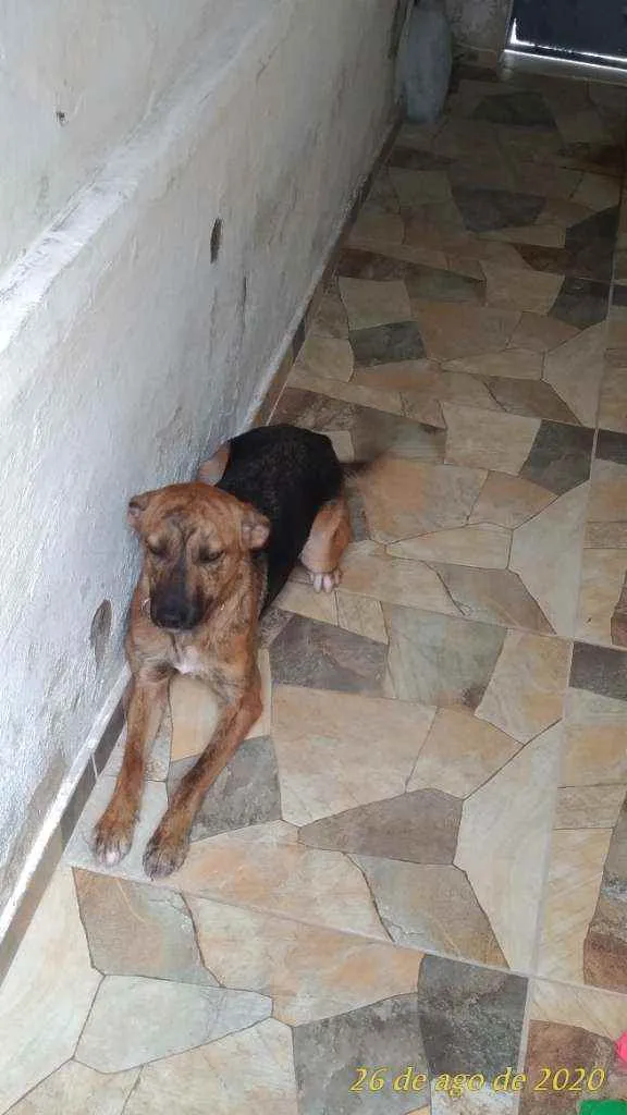 Cachorro ra a Vira lata idade 1 ano nome Skye