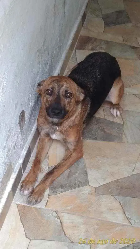 Cachorro ra a Vira lata idade 1 ano nome Skye