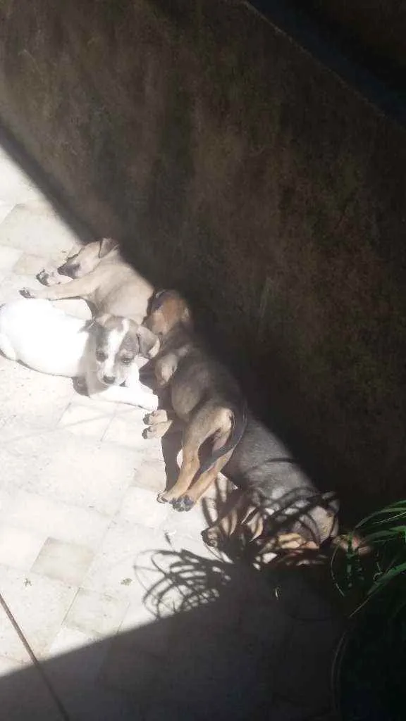 Cachorro raça Labrador com vira lata  idade Abaixo de 2 meses nome Sem nomes
