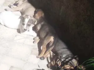 Cachorro raça Labrador com vira lata  idade Abaixo de 2 meses nome Sem nomes