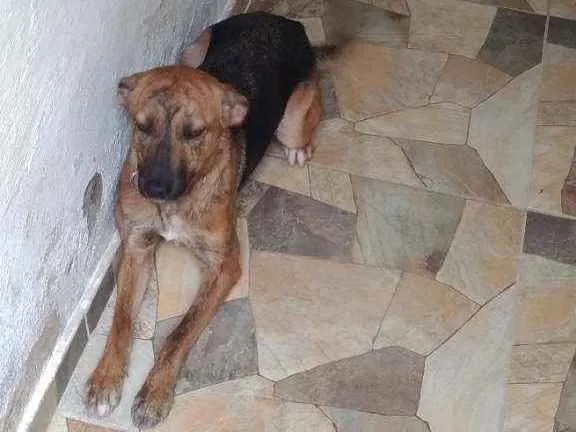 Cachorro ra a Vira lata idade 1 ano nome Skye