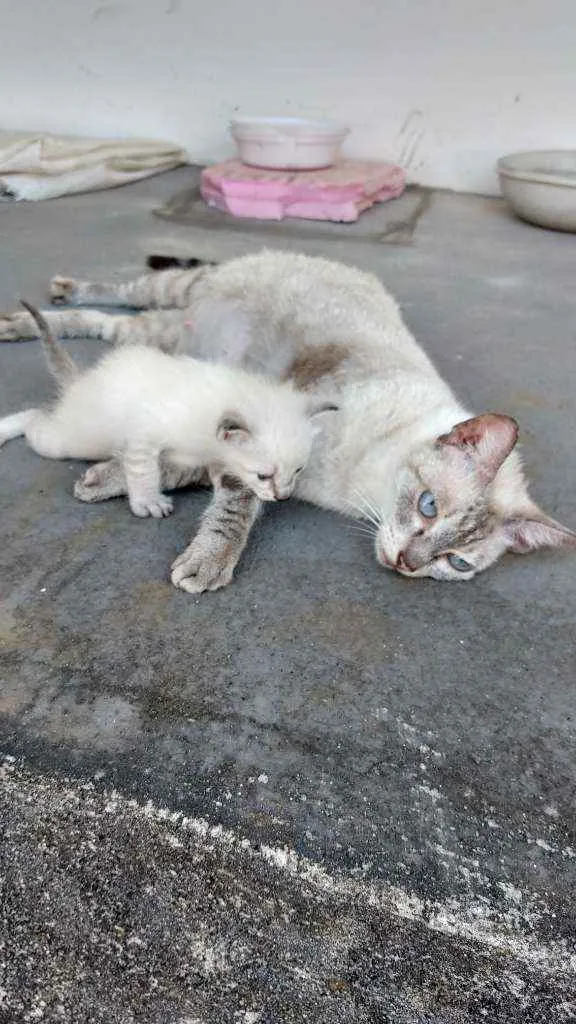 Gato ra a SRD-ViraLata idade 2 a 6 meses nome Filomena e Mingau