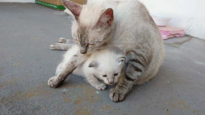 Gato ra a SRD-ViraLata idade 2 a 6 meses nome Filomena e Mingau