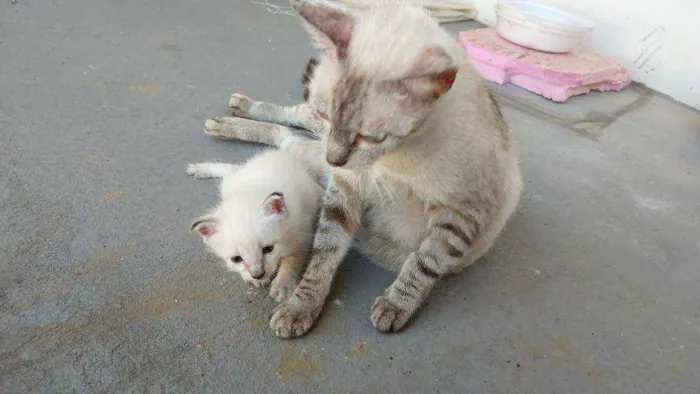 Gato ra a SRD-ViraLata idade 2 a 6 meses nome Filomena e Mingau