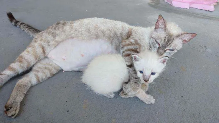 Gato ra a SRD-ViraLata idade 2 a 6 meses nome Filomena e Mingau