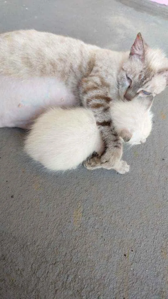 Gato ra a SRD-ViraLata idade 2 a 6 meses nome Filomena e Mingau