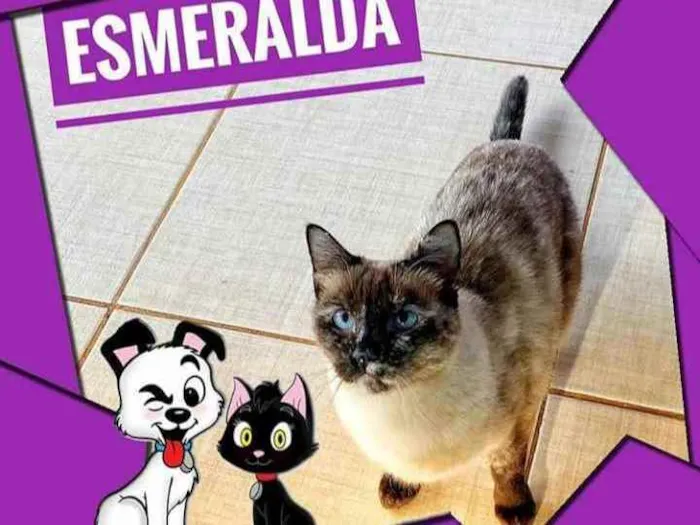 Gato ra a Srd idade 4 anos nome Esmeralda