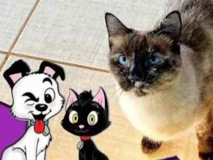 Gato raça Srd idade 4 anos nome Esmeralda