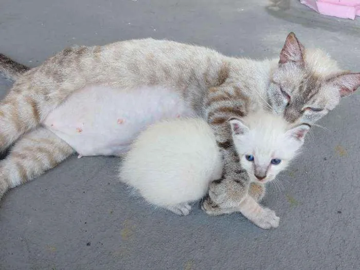 Gato ra a SRD-ViraLata idade 2 a 6 meses nome Filomena e Mingau