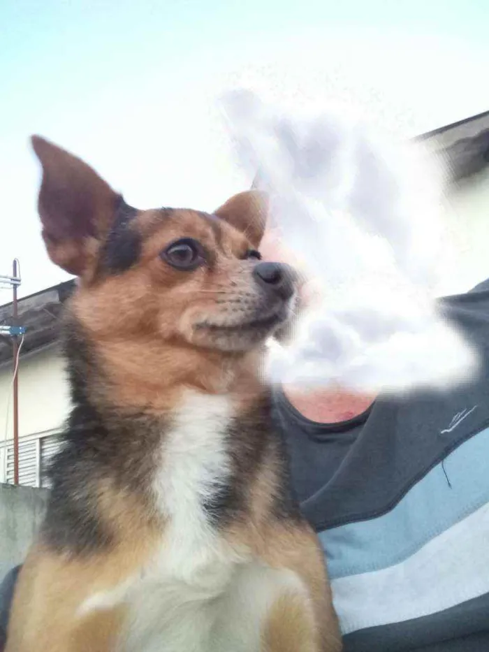 Cachorro ra a Pinscher/Chiuaua idade 5 anos nome Tonny
