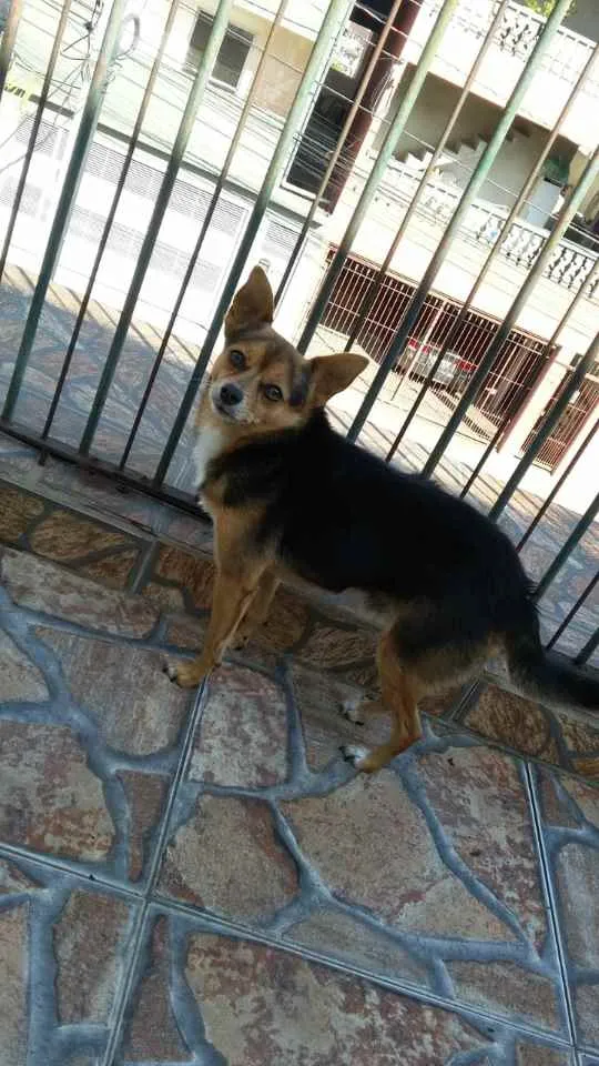 Cachorro ra a Pinscher/Chiuaua idade 5 anos nome Tonny