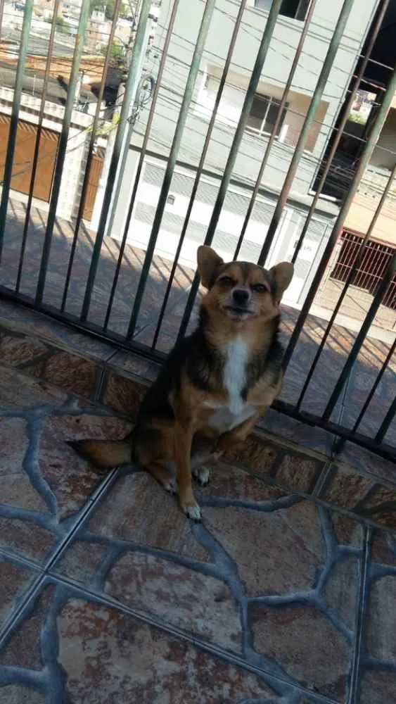 Cachorro ra a Pinscher/Chiuaua idade 5 anos nome Tonny