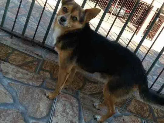 Cachorro ra a Pinscher/Chiuaua idade 5 anos nome Tonny