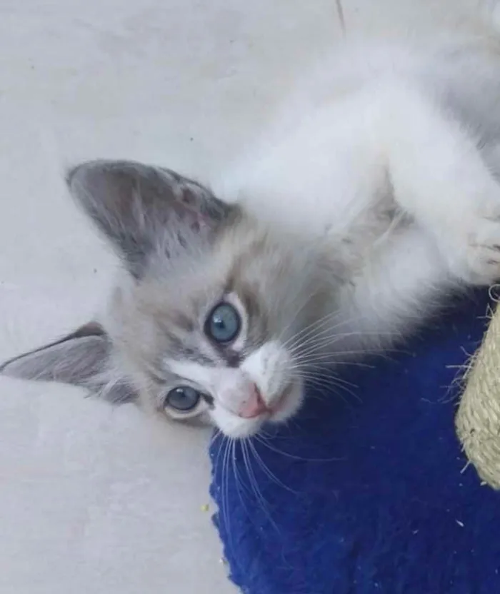 Gato ra a Mestiço  idade 2 a 6 meses nome Herus 