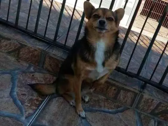 Cachorro ra a Pinscher/Chiuaua idade 5 anos nome Tonny