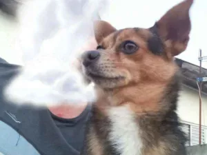 Cachorro raça Pinscher/Chiuaua idade 5 anos nome Tonny