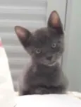 Sam 