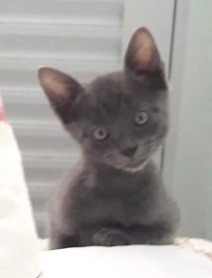 Gato ra a SRD idade 2 a 6 meses nome Sam 